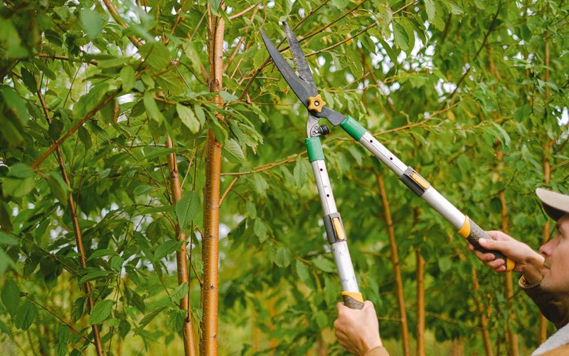 Tree trimming in Elko, SC